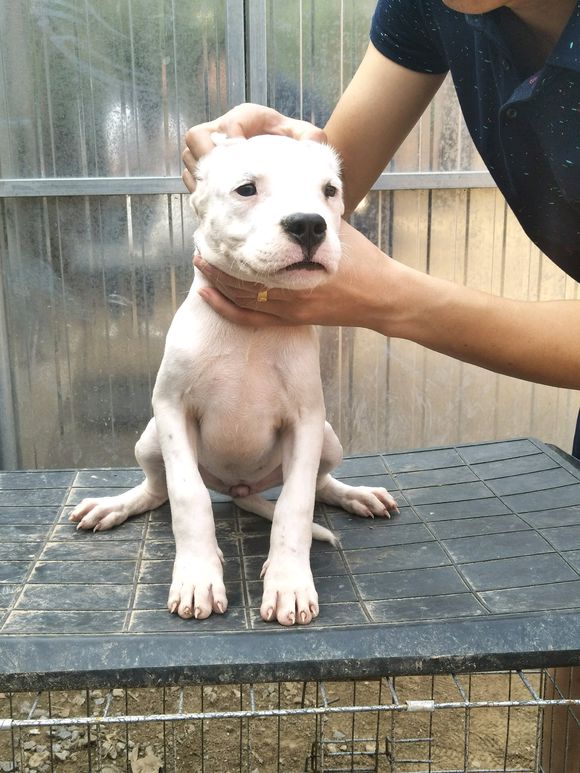 純種杜高犬圖片/純種杜高犬樣板圖 (3)