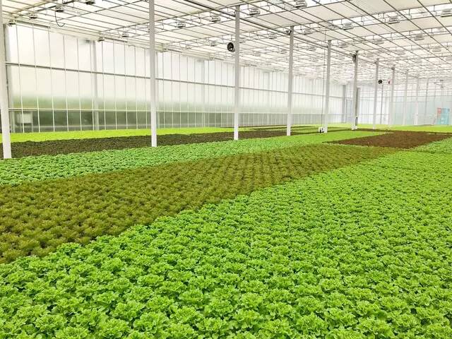 無土栽培種植  山東一道農業(yè)科技有限公司