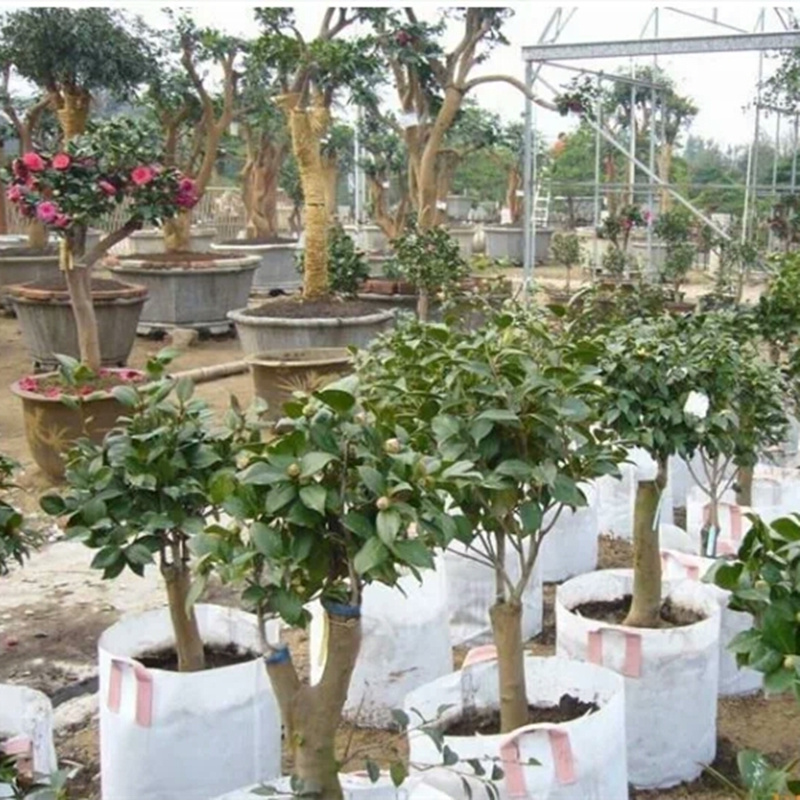 植樹袋圖片/植樹袋樣板圖 (3)