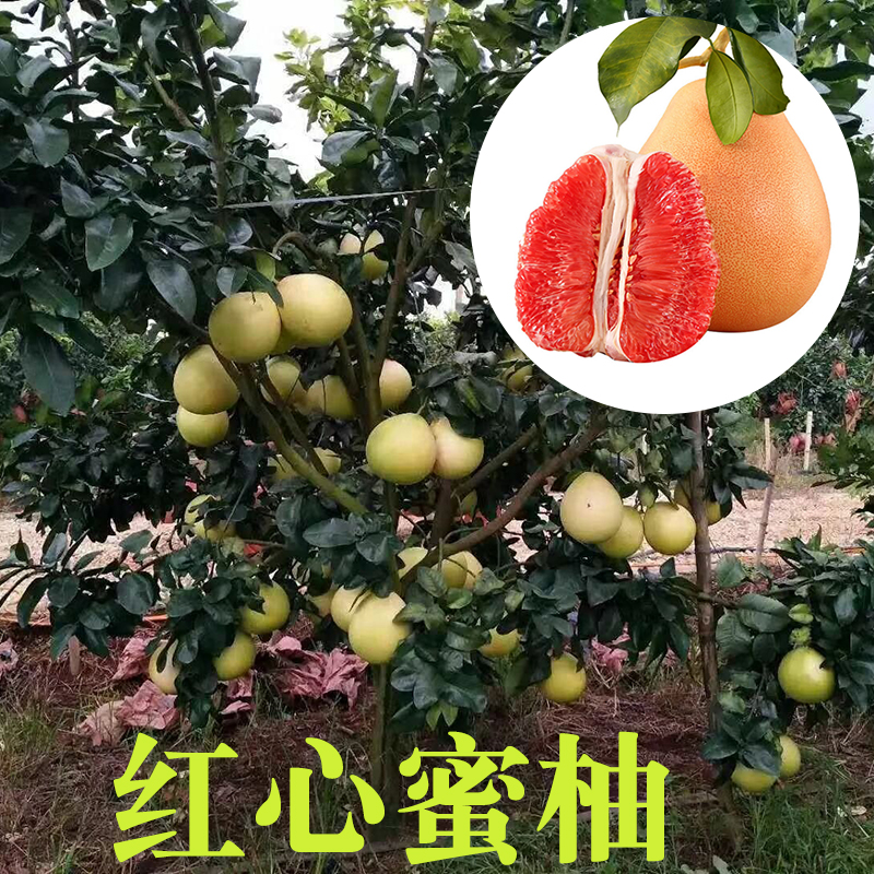 柚子樹苗圖片/柚子樹苗樣板圖 (2)