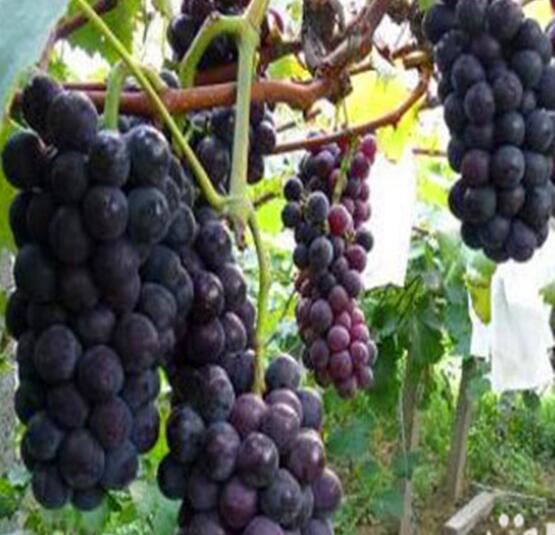 夏黑圖片/夏黑樣板圖 (4)