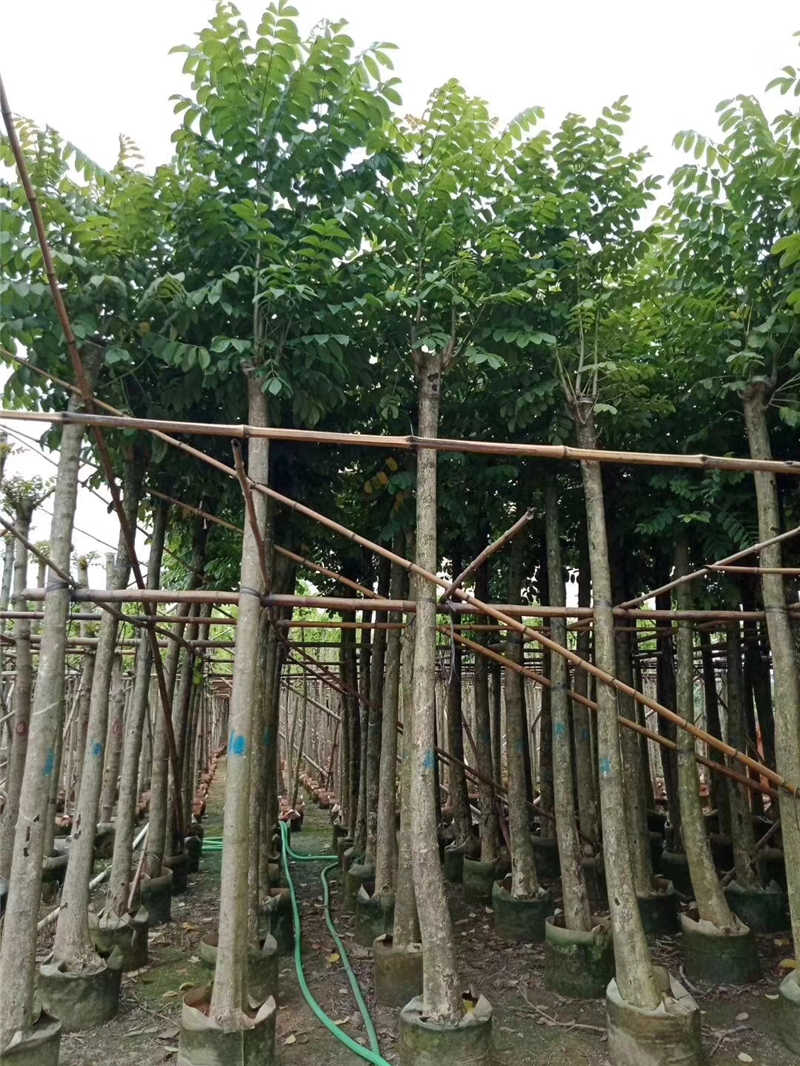 12公分火焰木袋苗價(jià)格12公分火焰木袋苗產(chǎn)地12公分火焰木袋苗