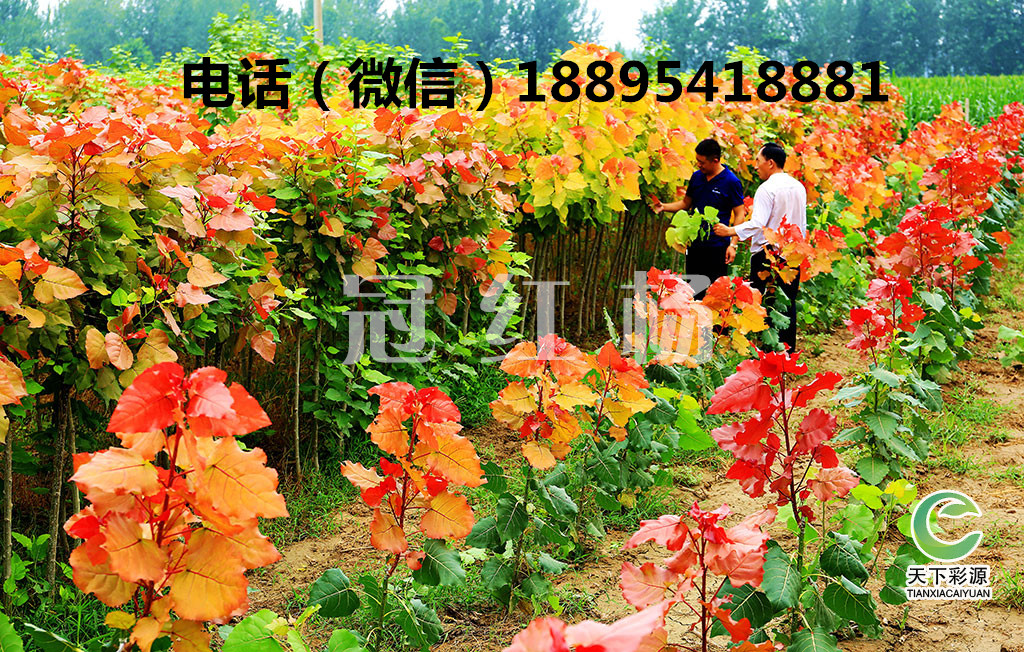 城市園林綠化圖片/城市園林綠化樣板圖 (2)