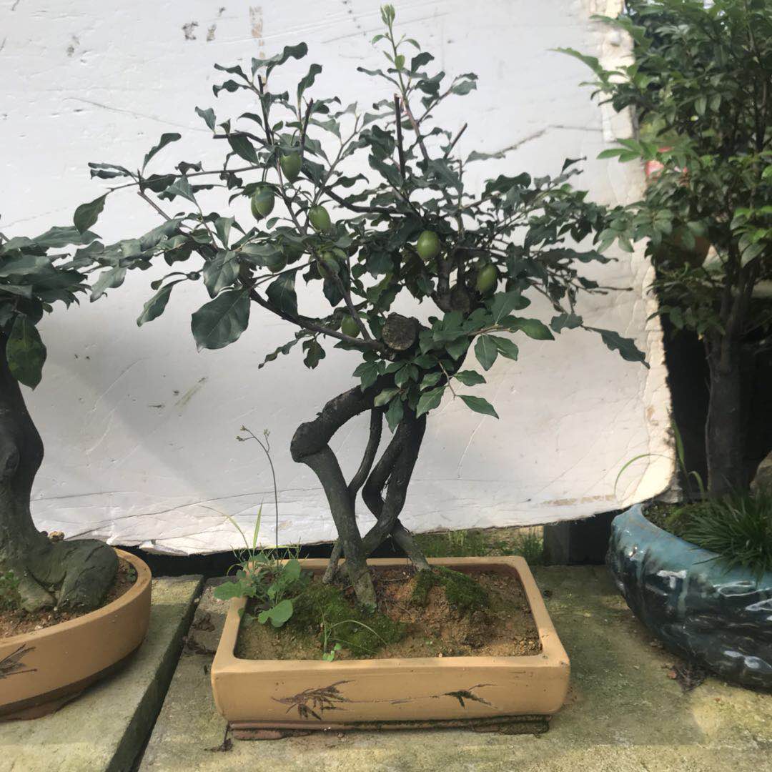 金彈子盆景_金彈子盆景供應(yīng)商_河南金彈子盆景供應(yīng)商