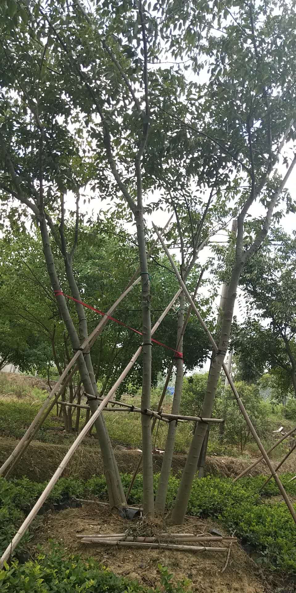 樸樹圖片/樸樹樣板圖 (4)