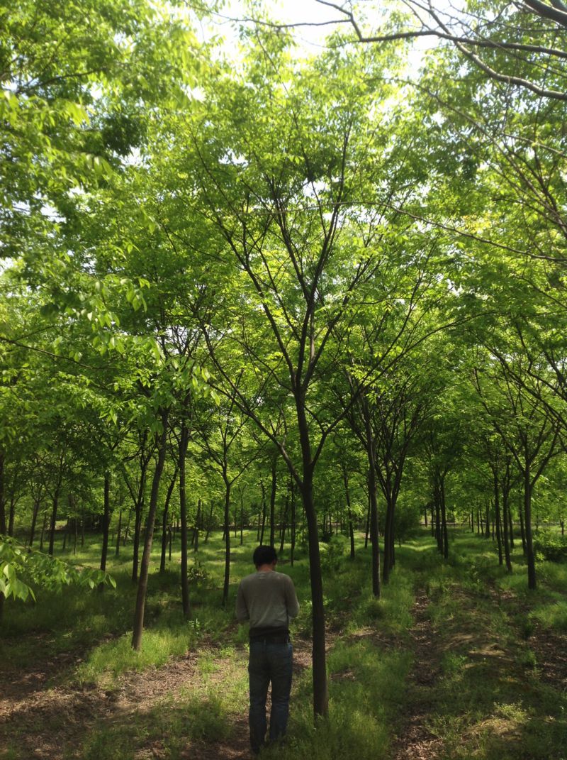 櫸樹圖片/櫸樹樣板圖 (3)