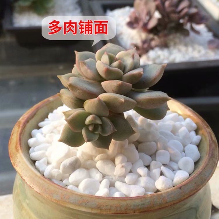 鵝卵石白圖片/鵝卵石白樣板圖 (1)