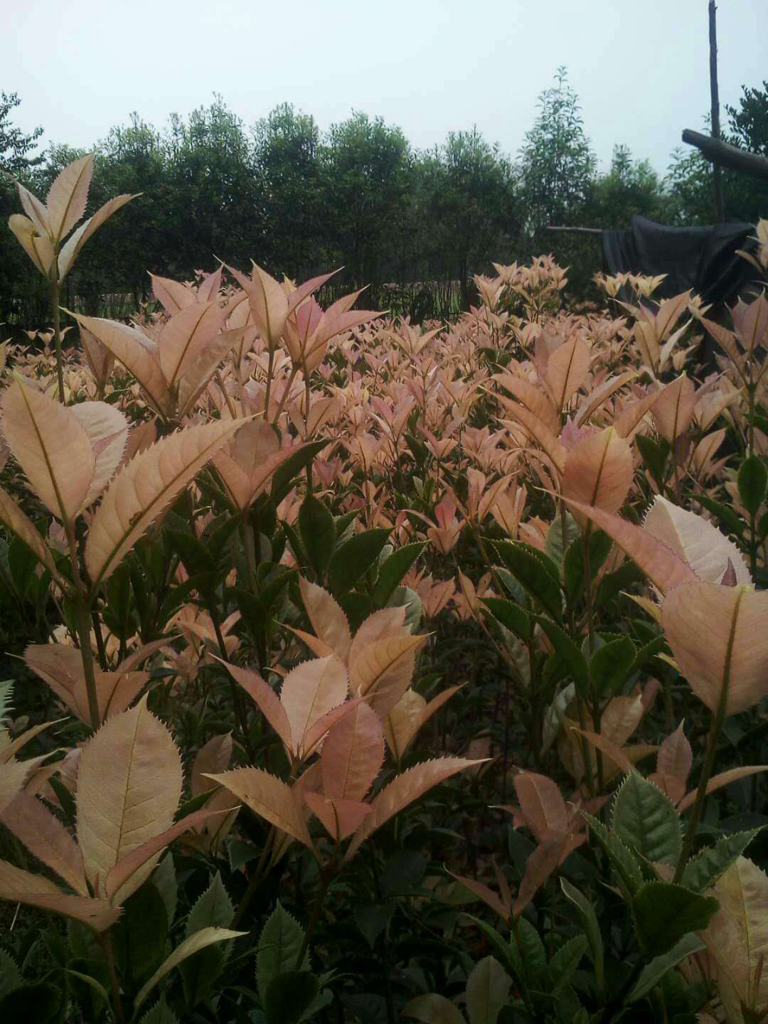 七彩桂圖片/七彩桂樣板圖 (4)