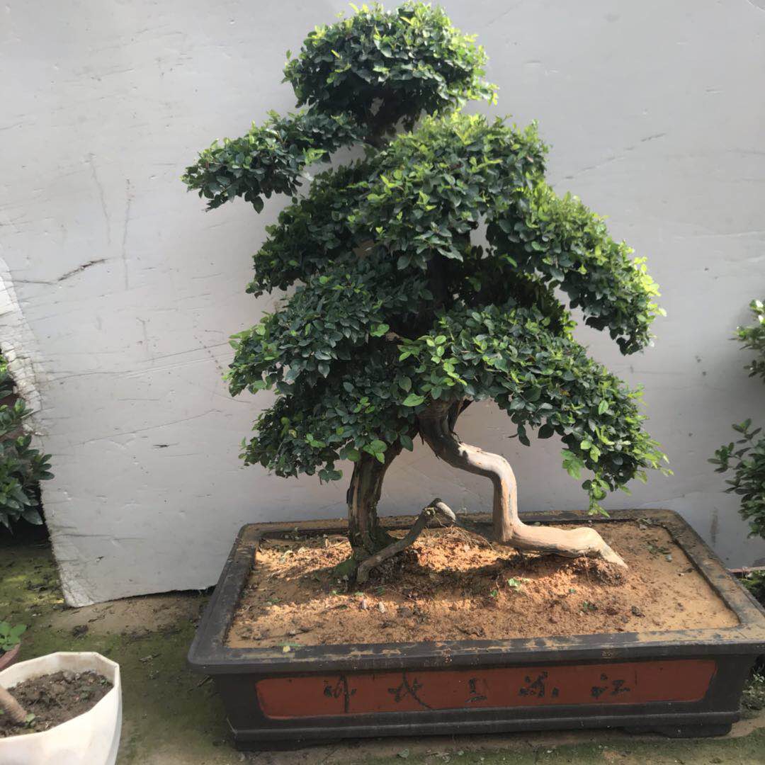 雀梅盆栽_河南室內(nèi)外雀梅盆栽供應(yīng)商_廣東六月雪獅頭黃楊盆景