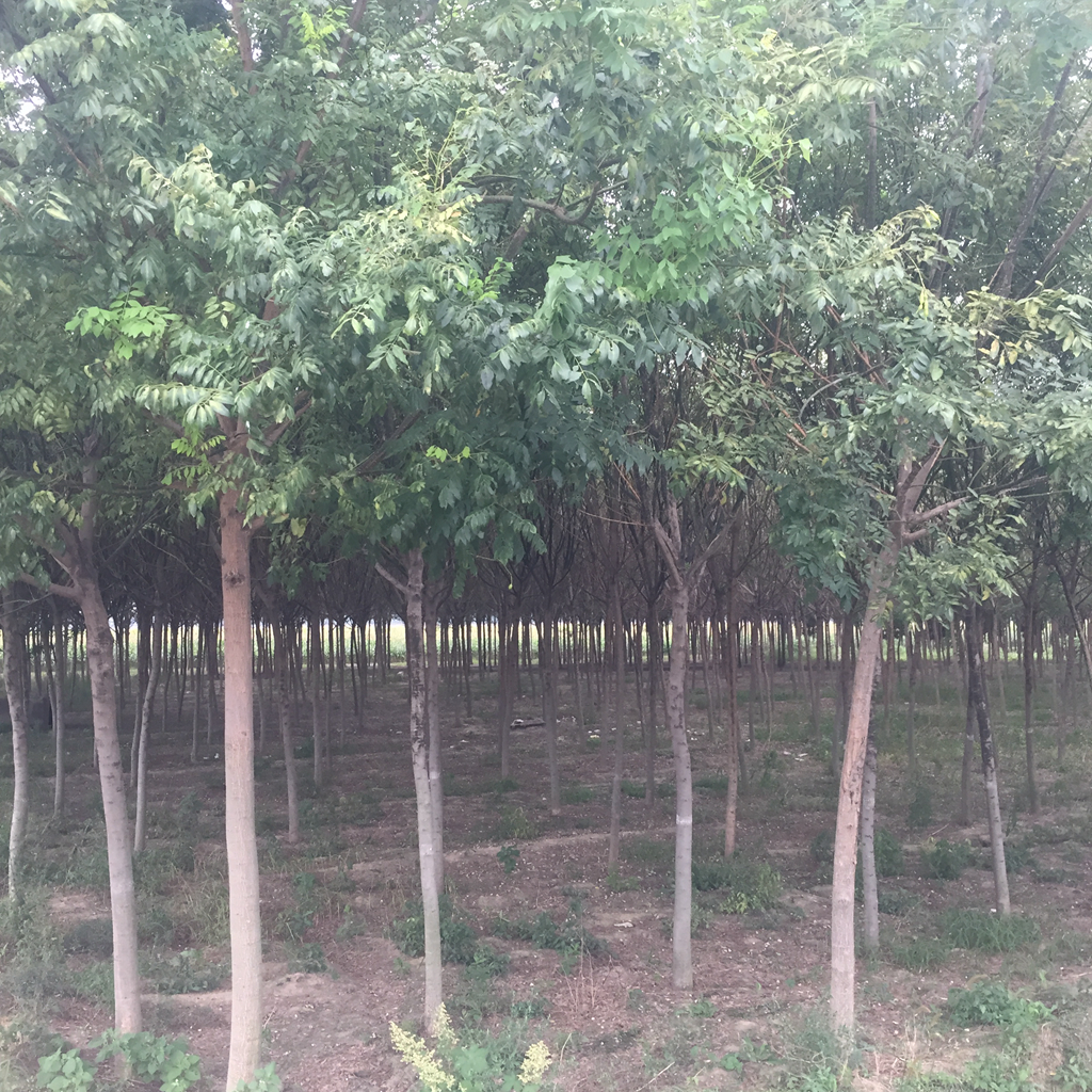 國(guó)槐大樹苗圖片/國(guó)槐大樹苗樣板圖 (4)