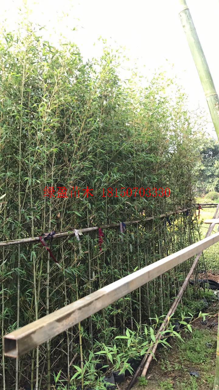 羅漢竹圖片/羅漢竹樣板圖 (2)