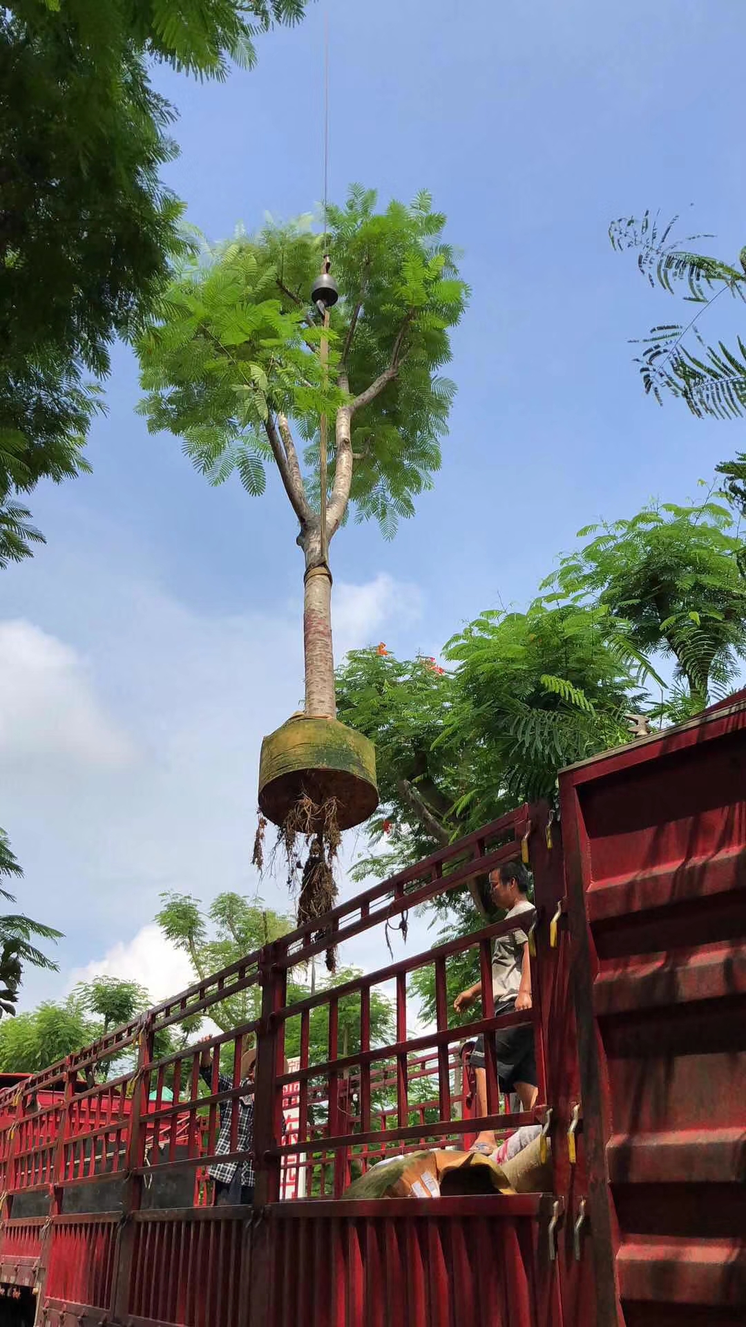 鳳凰木圖片/鳳凰木樣板圖 (4)
