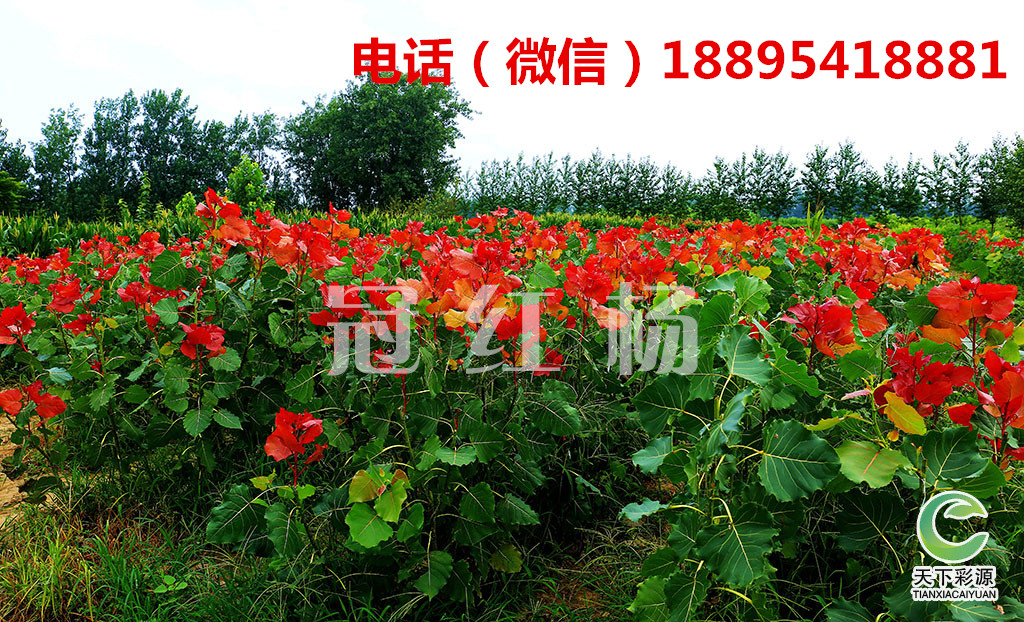 一樹三色，冠紅楊打造不一樣的園林圖片/一樹三色，冠紅楊打造不一樣的園林樣板圖 (1)