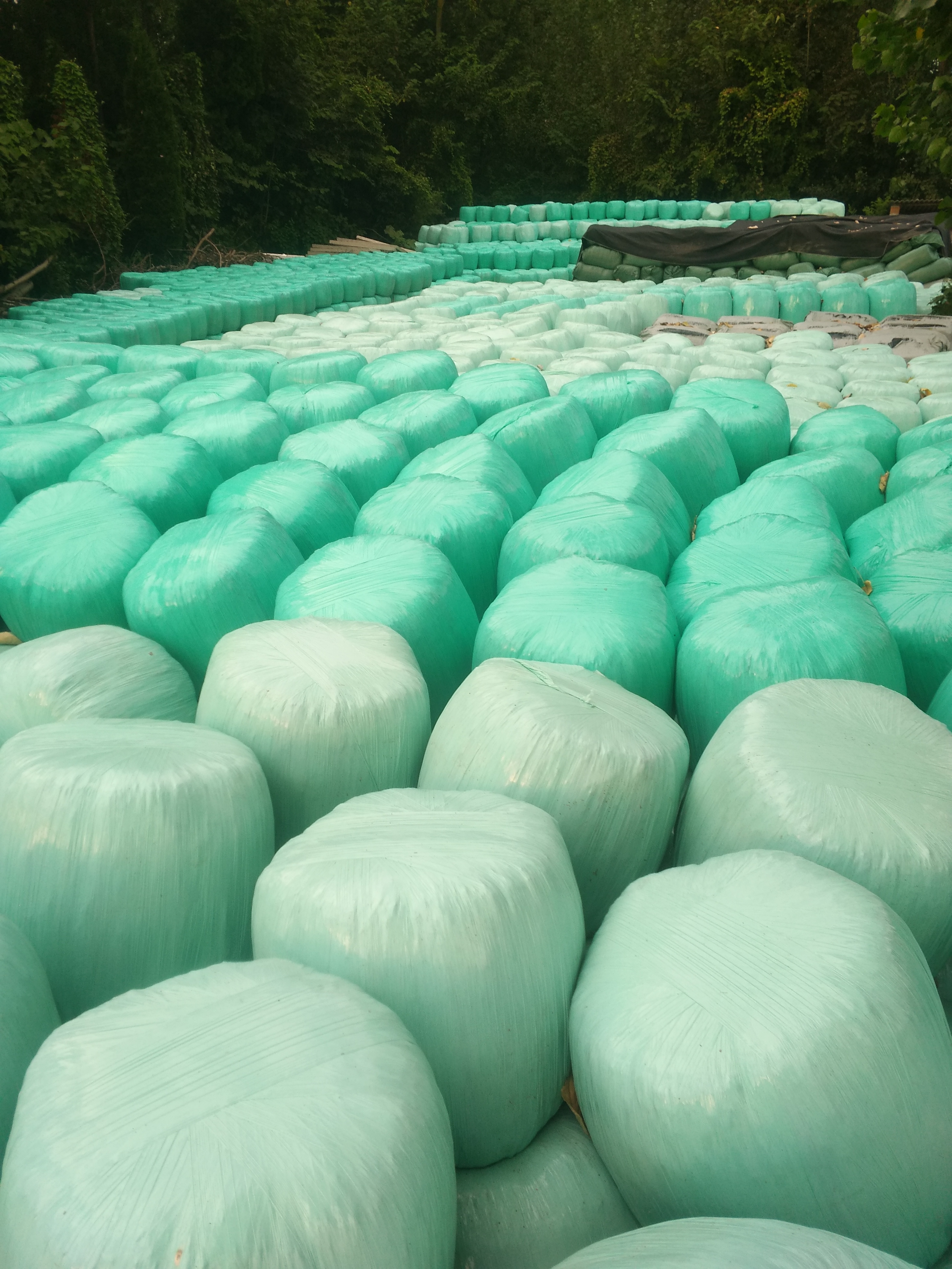 玉米秸稈圖片/玉米秸稈樣板圖 (4)