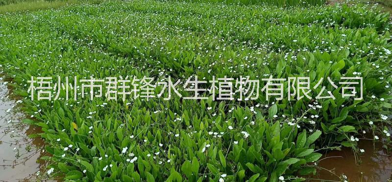 貴州澤瀉供應(yīng)商｜貴州哪里賣澤瀉｜遵義哪里賣澤瀉｜安順哪里賣澤瀉｜畢節(jié)，銅仁，六盤水哪里賣澤瀉