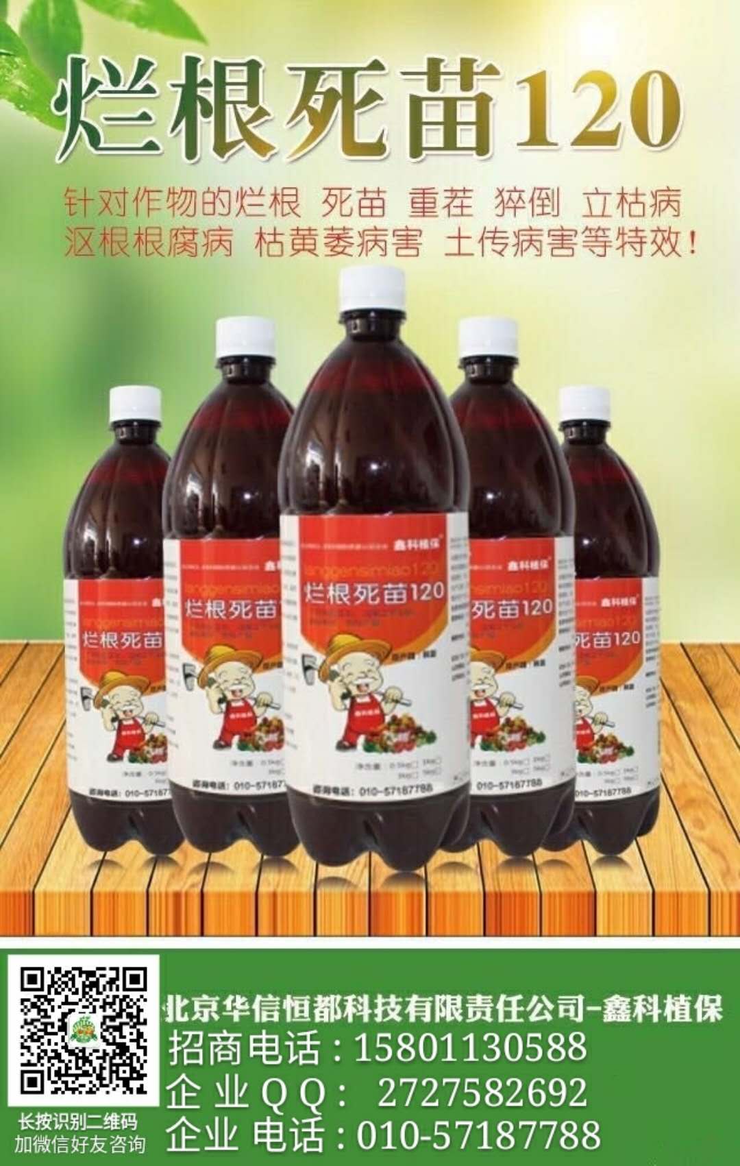 軟腐病圖片/軟腐病樣板圖 (3)