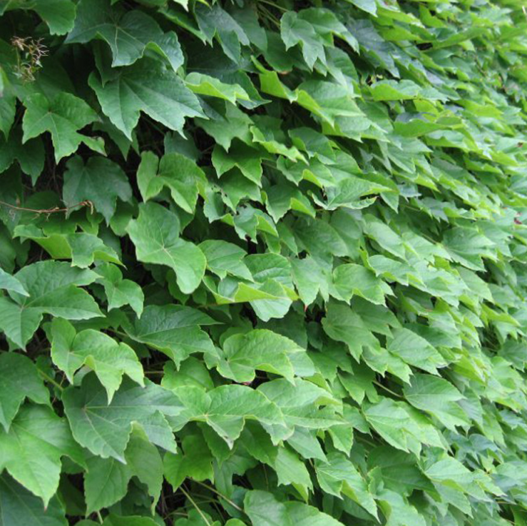 爬山虎苗圖片/爬山虎苗樣板圖 (4)
