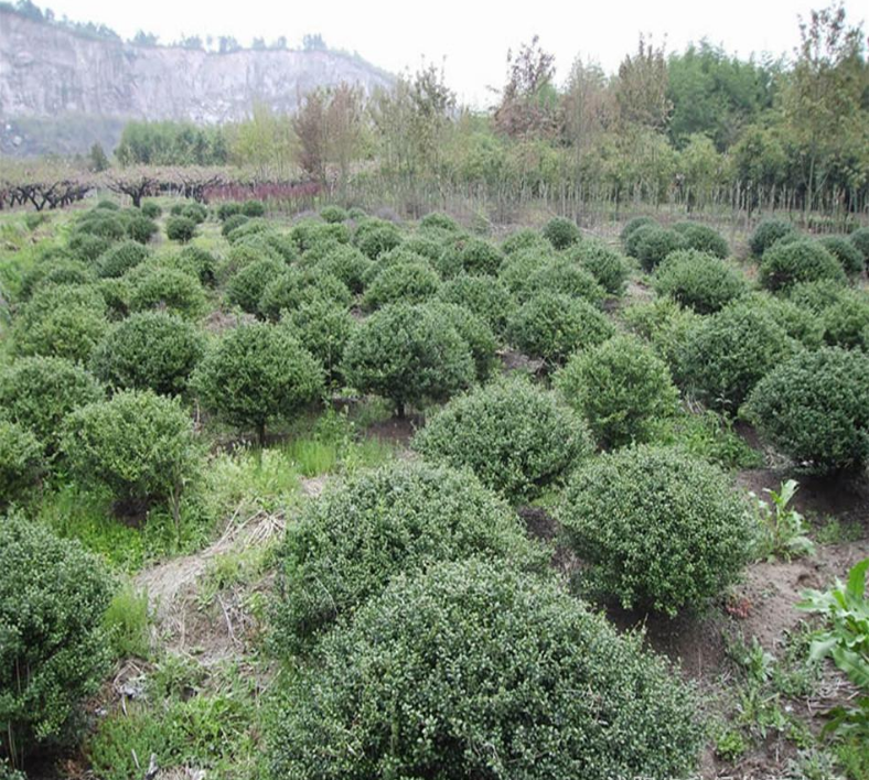 法國冬青 冬青 冬青價(jià)格 冬青供應(yīng)商 江蘇法國冬青 法國冬青基地 法國冬青報(bào)價(jià) 冬青苗