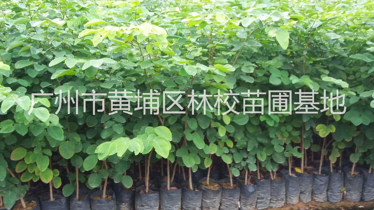 大紅酸枝 廣東大紅酸枝大量供應(yīng) 廣東大紅酸枝廠家批發(fā) 大紅酸枝樹(shù)苗