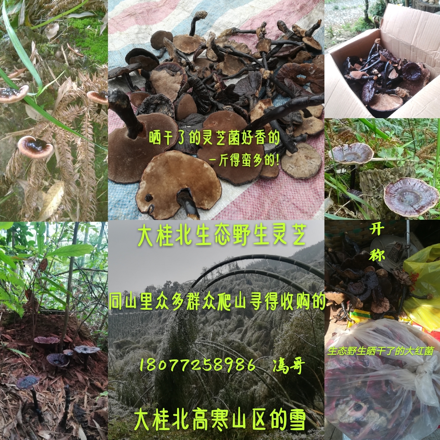 大桂北高寒山區(qū)的生態(tài)*靈芝 靈芝 靈芝菌 *靈芝 *靈芝批發(fā) 靈芝批發(fā)價(jià)格 靈芝菌批發(fā)價(jià)格 *靈芝價(jià)格靈芝菌批發(fā)