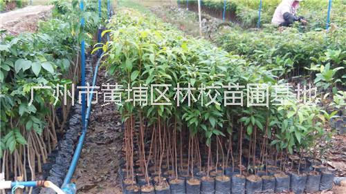 小葉楨楠圖片/小葉楨楠樣板圖 (2)