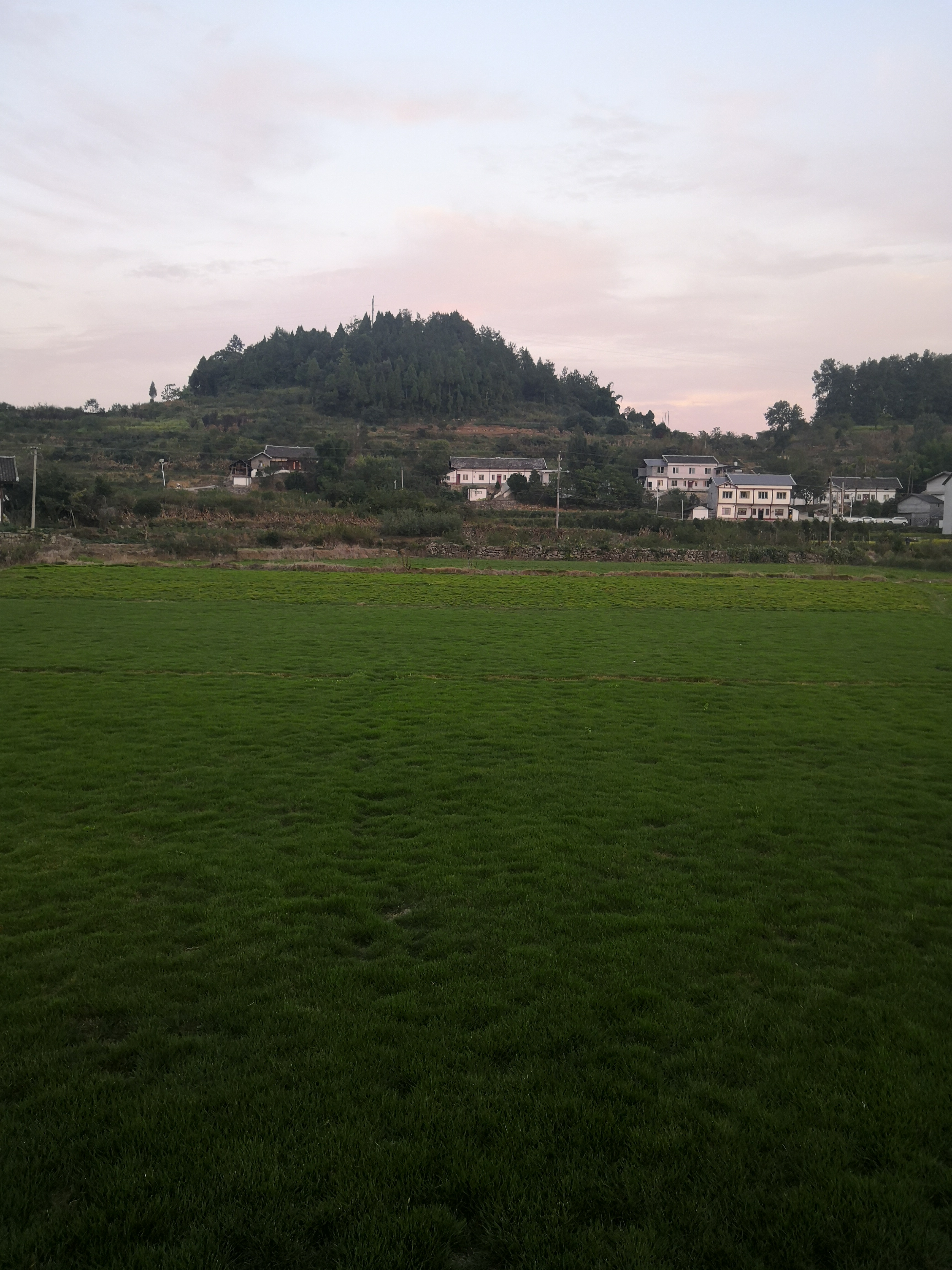 興義本地草坪圖片/興義本地草坪樣板圖 (1)