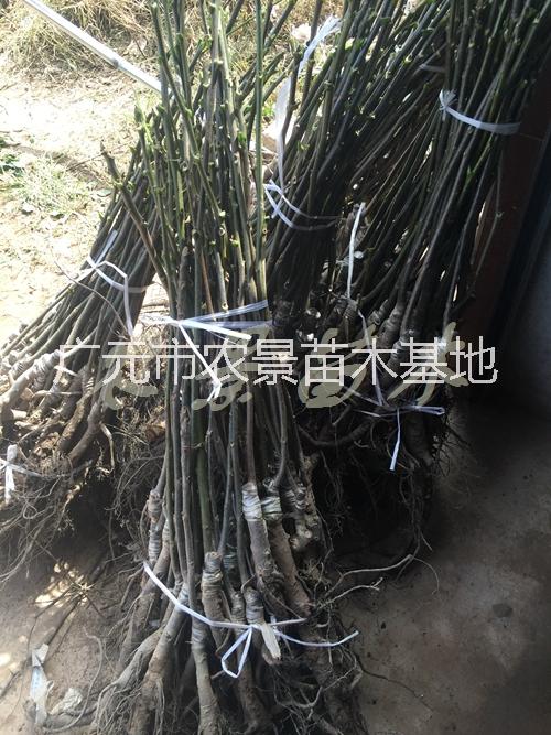 供應(yīng)實(shí)生核桃苗 四川清香核桃苗香玲核桃苗