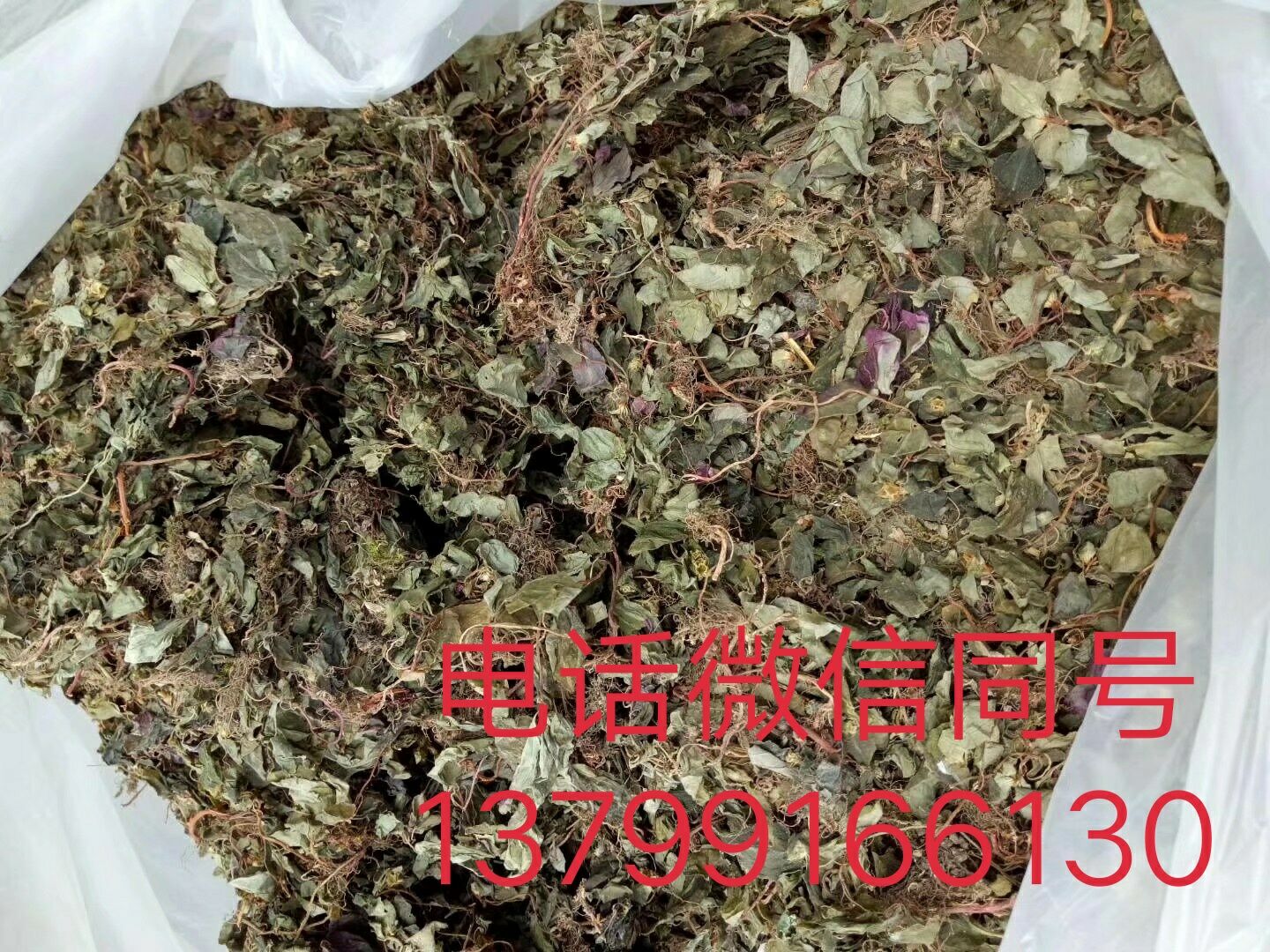 *風(fēng)柜斗草