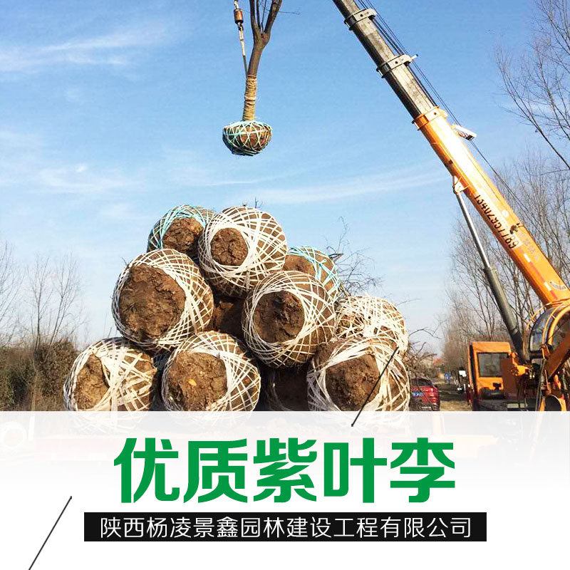 紫葉李圖片/紫葉李樣板圖 (1)