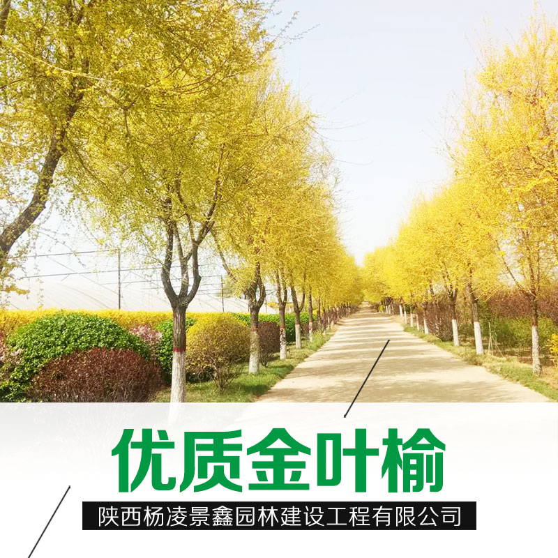 甘肅金葉榆圖片