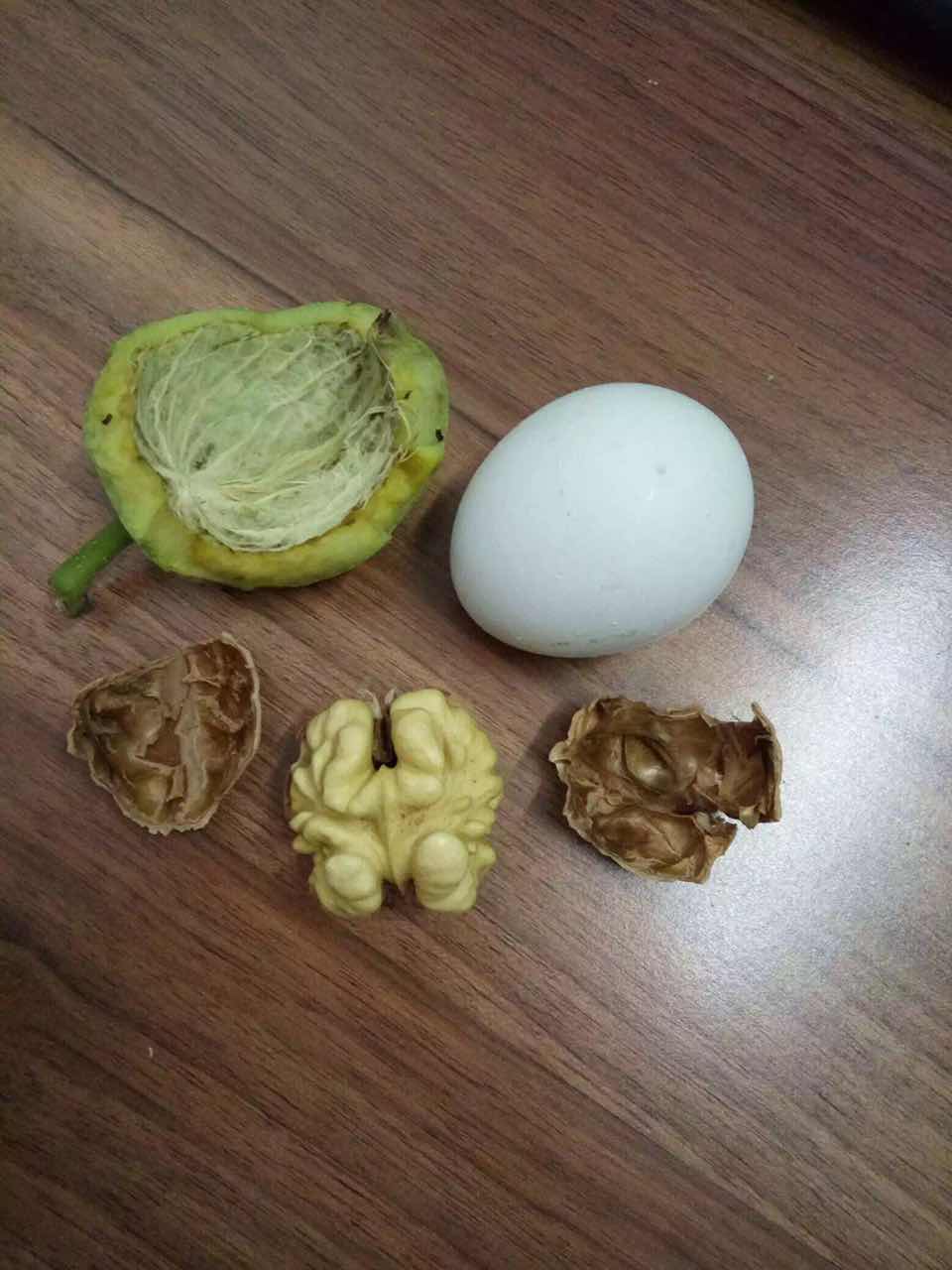 冠核薄皮核桃苗 山東核桃苗基地 冠核一號(hào)價(jià)格