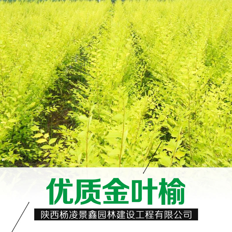 西藏金葉榆圖片