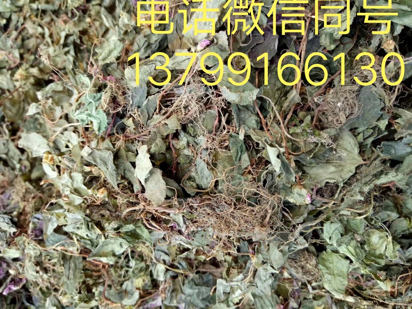 野生風(fēng)骨草圖片/野生風(fēng)骨草樣板圖 (3)