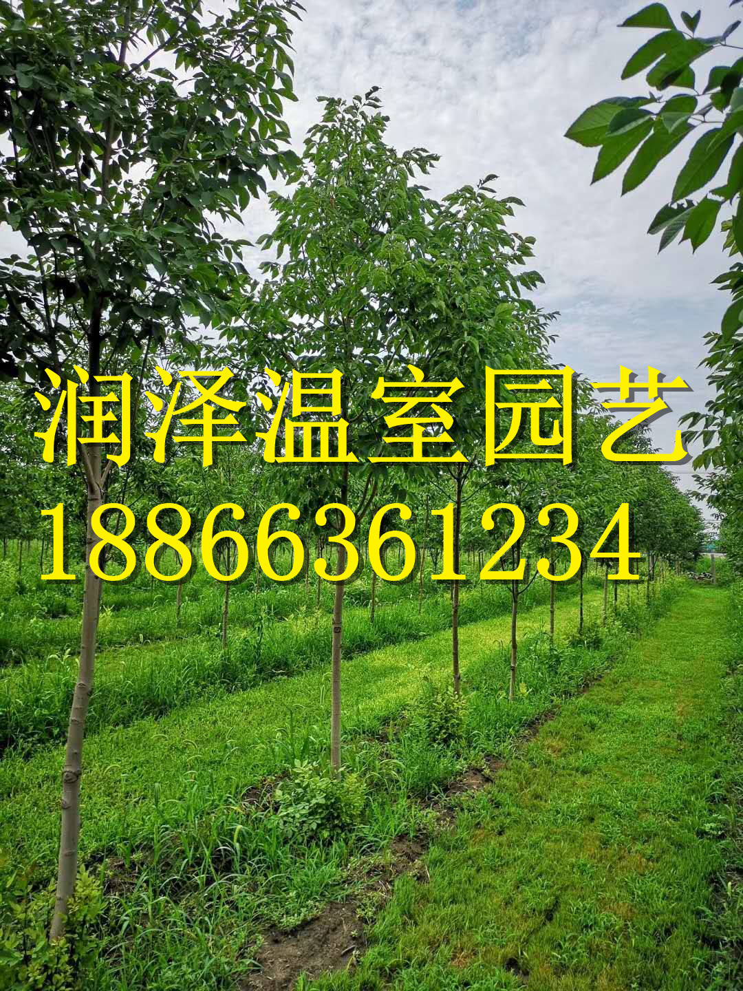 彩葉豆梨秋火焰-豆梨玉香緹-加拿大糖槭-加拿大唐棣-濰坊紅槲櫟  彩葉豆梨秋火焰 豆梨玉香緹