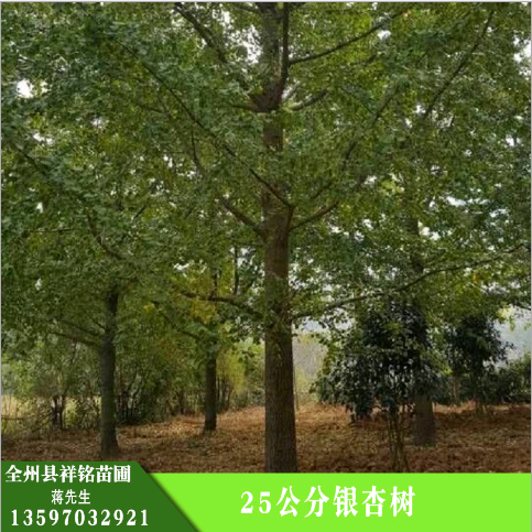 公分銀杏樹(shù)圖片/公分銀杏樹(shù)樣板圖 (4)