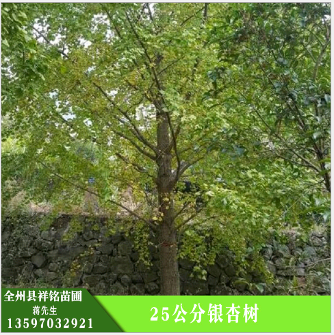 公分銀杏樹(shù)圖片/公分銀杏樹(shù)樣板圖 (3)
