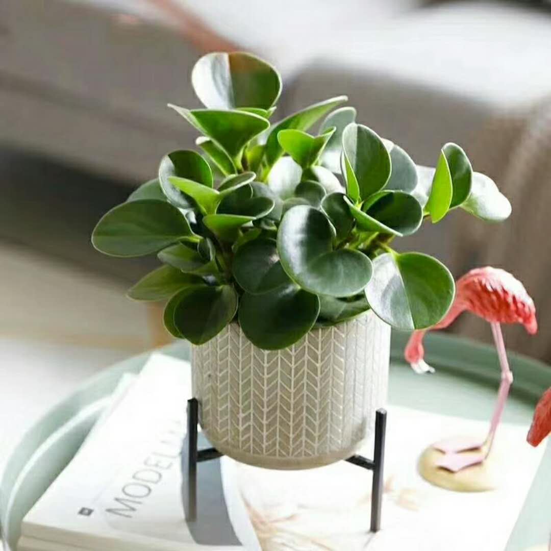 廣州綠植批發(fā)市場圖片/廣州綠植批發(fā)市場樣板圖 (3)