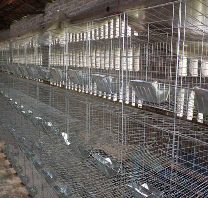 鐵絲兔籠兔子窩兔舍廠家直供圖片/鐵絲兔籠兔子窩兔舍廠家直供樣板圖 (4)