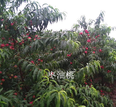 棗味油桃樹(shù)苗價(jià)格 山西哪里有棗油桃樹(shù)苗批發(fā)