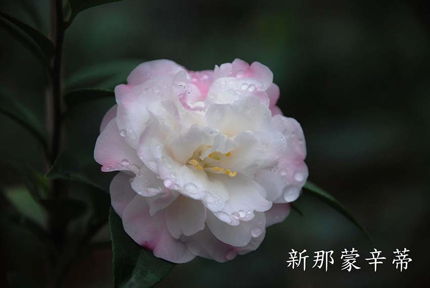 廣東山茶花樹圖片/廣東山茶花樹樣板圖 (2)