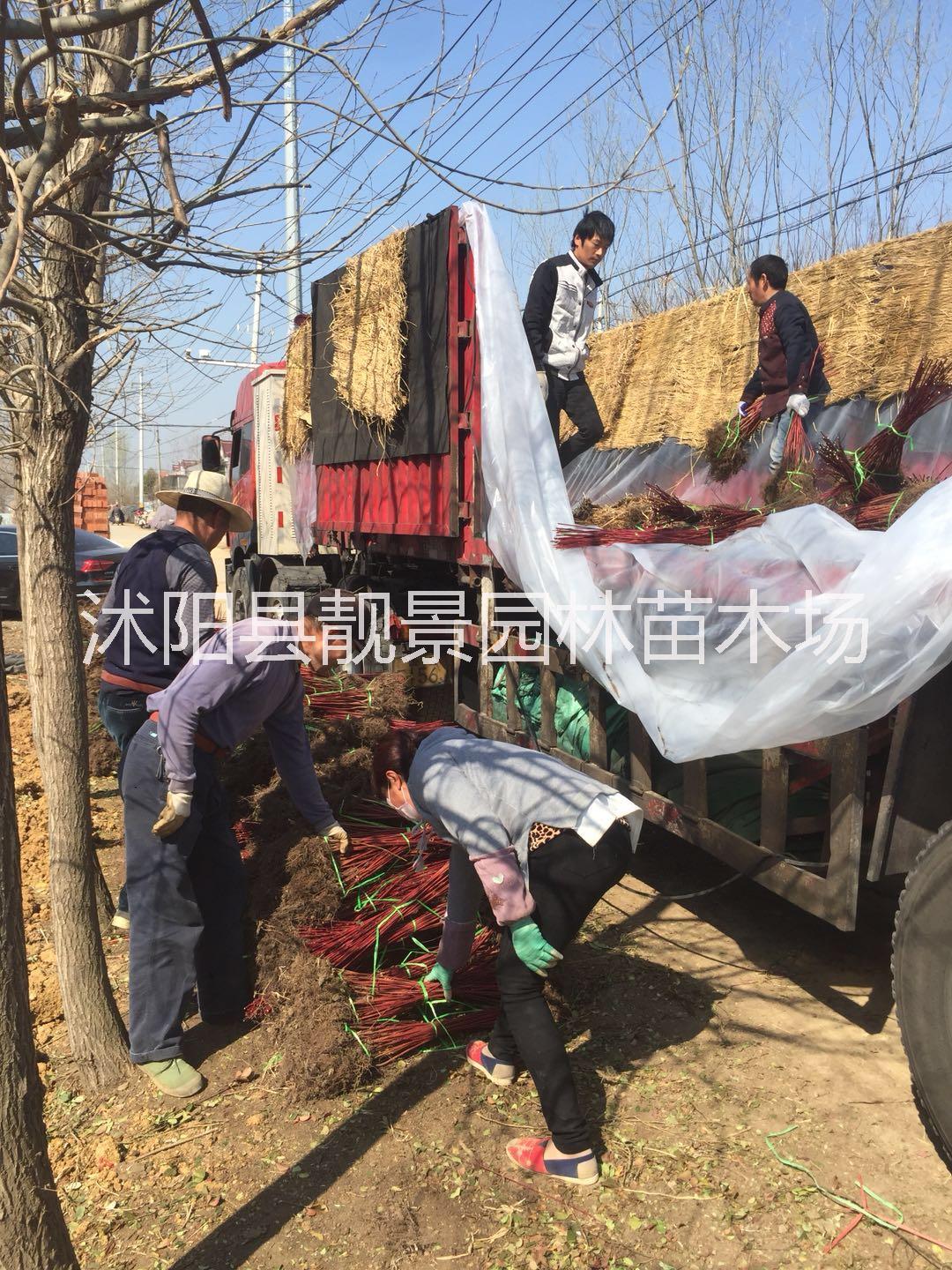 江蘇紅瑞木種植基地圖片/江蘇紅瑞木種植基地樣板圖 (3)