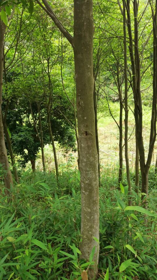 沉香樹圖片/沉香樹樣板圖 (3)