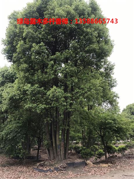 香樟樹圖片/香樟樹樣板圖 (3)