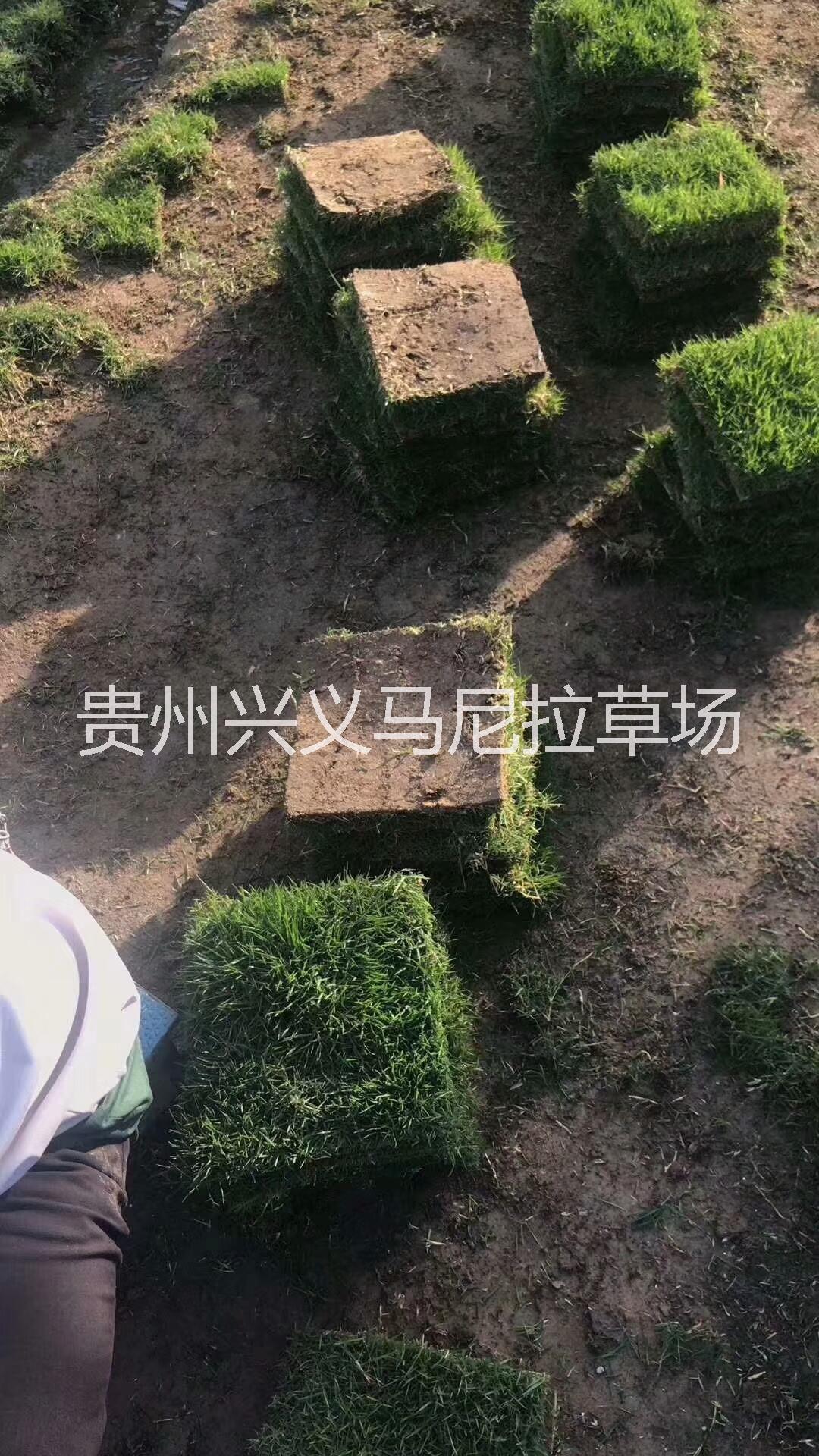 【興義馬尼拉草坪】興義草皮價(jià)格