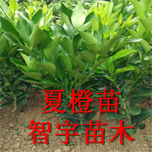 供应夏橙苗批发厂家,夏橙幼苗,夏橙苗供应商,果幼苗厂家,量大从优,优质果苗厂家批发图片