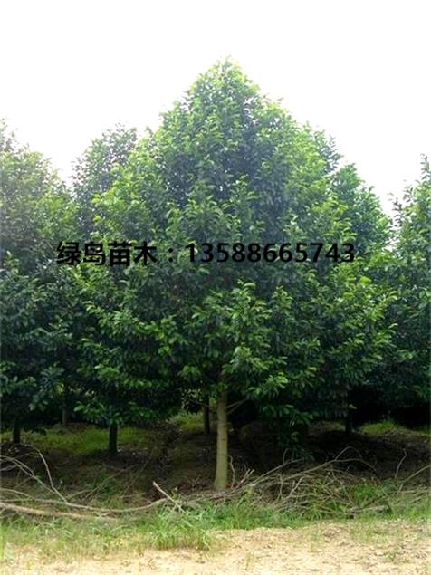 湖南樂昌含笑價格|15公分樂昌含笑行道樹金華供應(yīng)商  復(fù)制標(biāo)題到描述 湖南樂昌含笑價格