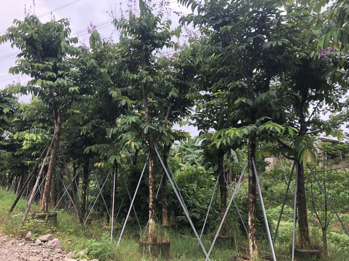 樟樹圖片/樟樹樣板圖 (4)