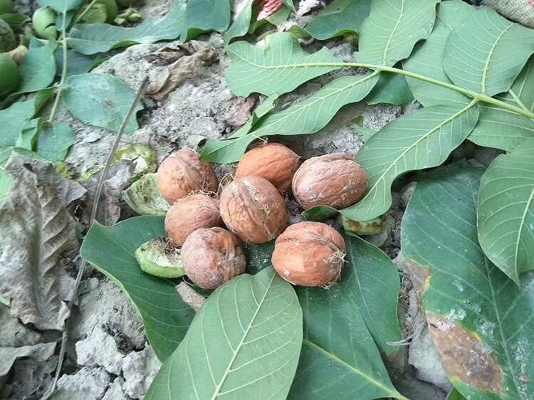 薄皮核桃圖片/薄皮核桃樣板圖 (2)