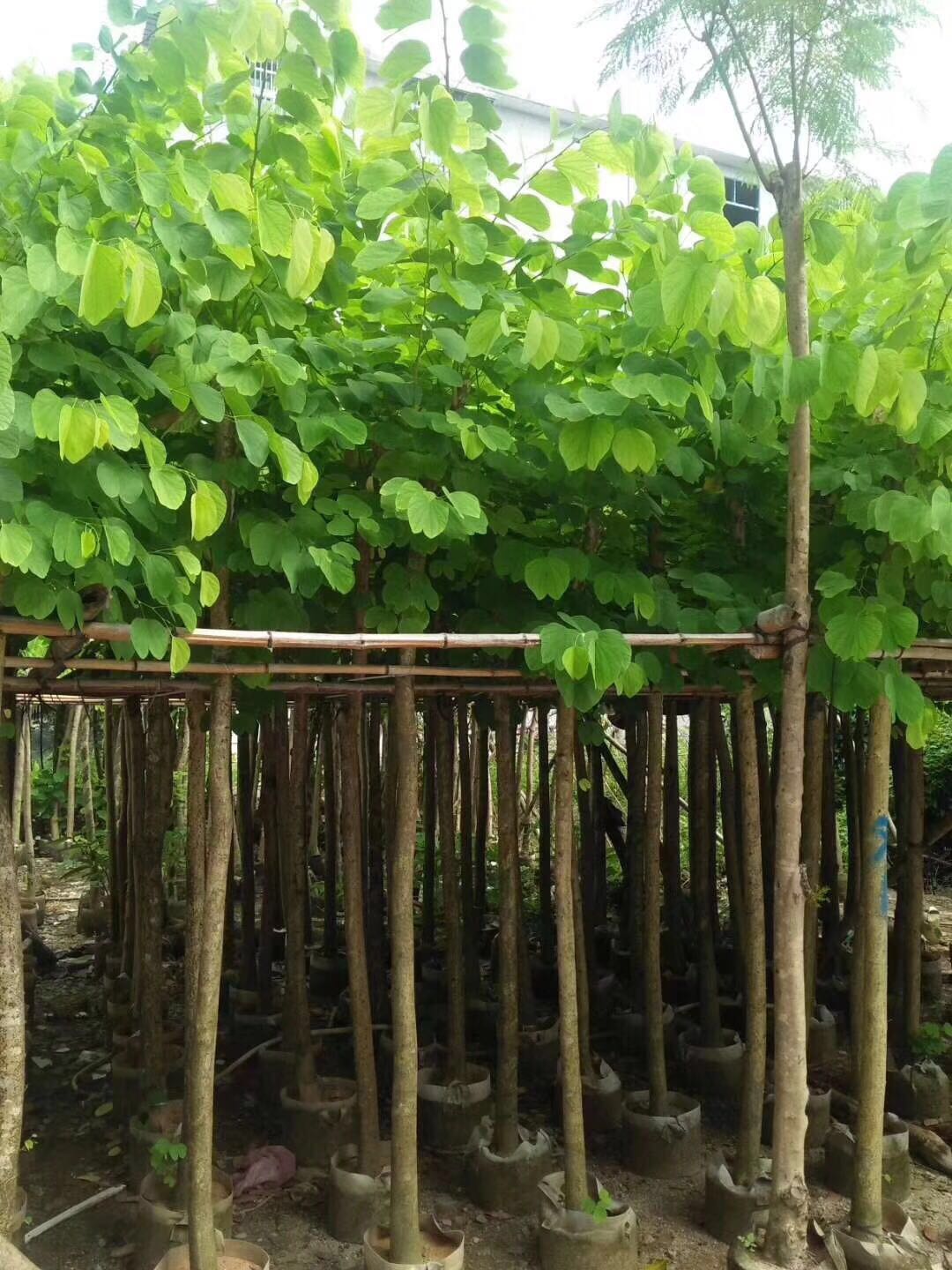 揭陽花木圖片/揭陽花木樣板圖 (3)