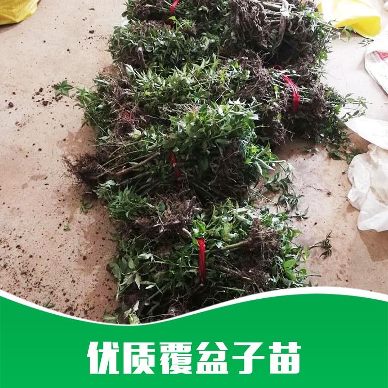 厂家直销 中草药 覆盆子苗 种苗中草药 药材苗批发 品质保证 售后无忧